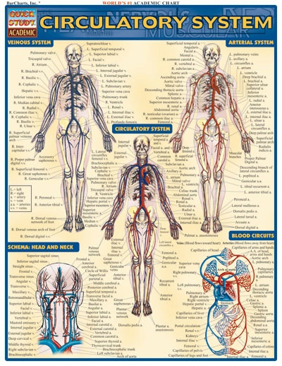 Circulatory System Barchart