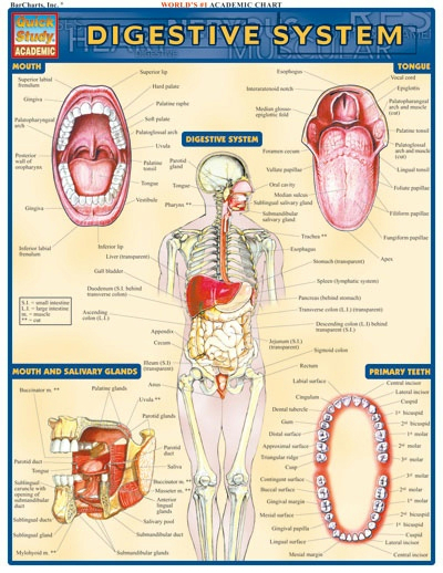 Digestive System Barchart