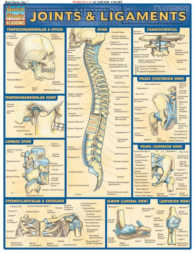 Joints & Ligaments Barchart
